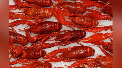 Изрображение 'В ШВЕЙЦАРИИ ЛОБСТЕРАМ ГАРАНТИРОВАЛИ БЕЗБОЛЕЗНЕННУЮ СМЕРТЬ'