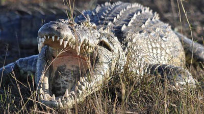 'Тимсоҳ 14 ёшли ўқувчига акасининг кўз ўнгида  ҳамла қилди'ning rasmi