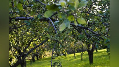 Изрображение 'КАКИМИ ДЕРЕВЬЯМИ ОЗЕЛЕНЯТ ТАШКЕНТ?'