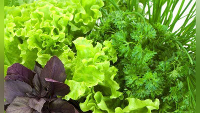 Изрображение '​ЗЕЛЕНЬ НА НАШЕМ СТОЛЕ:  ЧЕМ ОНА ПОЛЕЗНА?'