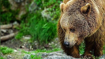 'Kamchatkada ayiq mashina ichiga kirmoqchi bo`ldi (Video)'ning rasmi