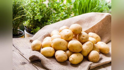 '2021 йилда қарийб 560 минг тонна картошка импорт қилинган'ning rasmi