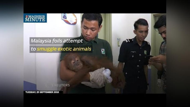 'Malayziyada hayvonlarni mamlakatga noqonuniy olib kirilishga uringan shaxslar qo`lga olindi 'ning rasmi