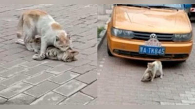 'Mushuk o`z do`stining o`lganiga ishonmadi (Video)'ning rasmi