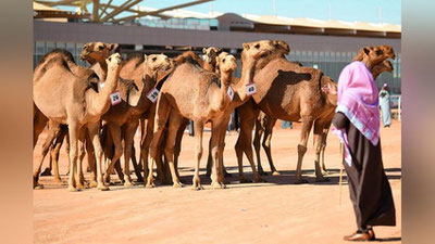 Изрображение 'Жюри сняло 40 верблюдов с конкурса красоты в Саудовской Аравии из-за ботокса'