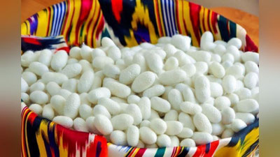 'Ўзбекистонда ипак қурти ғумбагидан ёғ олинади'ning rasmi