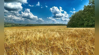 'Дунёда 10 ҳафтага етарли буғдой қолган — БМТ'ning rasmi