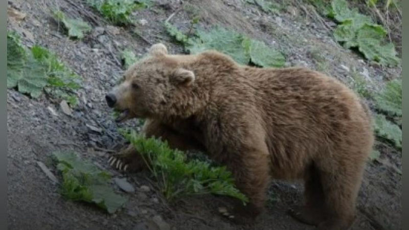 Изрображение 'Возле кишлака в Джизакской области заметили медведя'