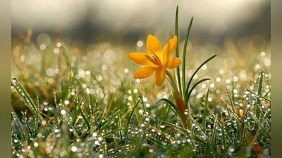 'Ertaga O`zbekiston bo`ylab yomg`ir yog`ib, momaqaldiroq bo`lishi mumkin'ning rasmi