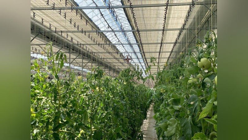 Изрображение 'В Минэнерго настоятельно советуют владельцам теплиц перейти на альтернативные источники энергии'
