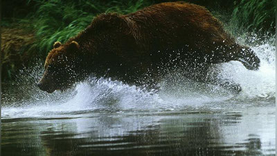 'Kamchatkada ayiqdan qochgan baliqchi daryoga cho`kib ketdi'ning rasmi