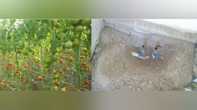 'Issiqxonada "issiq" o`g`rilik fosh etildi'ning rasmi