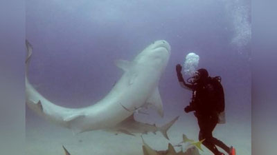 Изрображение 'УДИВИТЕЛЬНОЕ ВИДЕО: ДАЙВЕР ПОГРУЗИЛ АКУЛУ В ТРАНС'