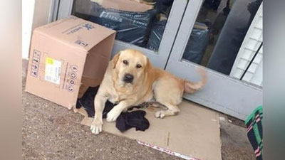 'Vafodor it marhum xo`jayinini kasalxona oldida bir hafta kutdi 'ning rasmi