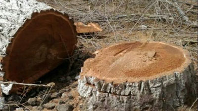 'Olmaliqda daraxtlar noqonuniy kesib tashlanishi oqibatida 19 mln zarar etkazilgan'ning rasmi