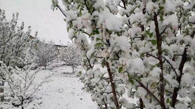 'O`rikning 80 foizi yo`q bo`ldi. O`zbekistondan sovuq havo qachon chekinadi? (video)'ning rasmi