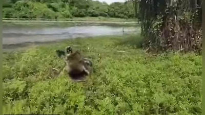 'Avstraliyada baliqchilarni timsoh quvladi (Video) 'ning rasmi