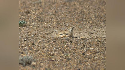 Изрображение 'В БУХАРСКОЙ ОБЛАСТИ ФОТОЛОВУШКА "ПОЙМАЛА" УНИКАЛЬНОЕ ЖИВОТНОЕ (ВИДЕО)'