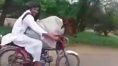 Изрображение 'Видео с едущей на байке коровой взорвало сеть'