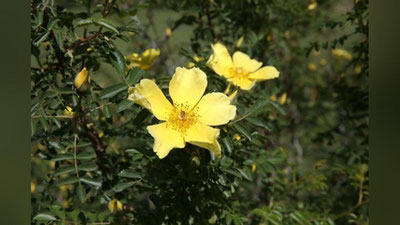 Изрображение 'ПРОГНОЗ ПОГОДЫ НА 4 МАЯ'