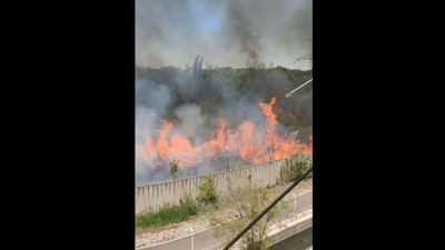 Изрображение 'На территории Ботанического сада в Ташкенте произошел пожар (видео)'
