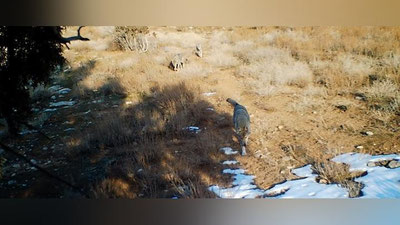 Изрображение 'Волчья стая попала на фотоловушку  в Сурханском заповеднике (видео)'