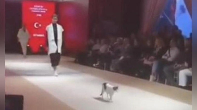 Изрображение 'В СТАМБУЛЕ КОШКА ПОКАЗАЛА МОДЕЛЯМ, КАК ХОДИТЬ ПО ПОДИУМУ (ВИДЕО)'