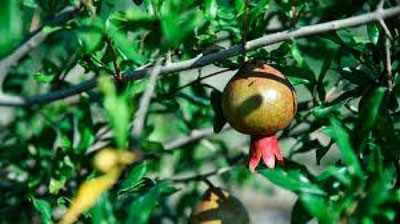 'Farg`ona anorlari Prezident e`tiborida'ning rasmi