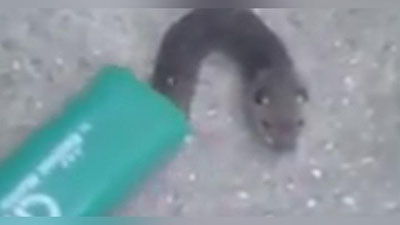 'Ukrainada sichqonkalla mutant topildi (Video)'ning rasmi