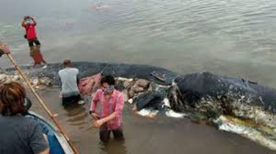 'Indoneziyada qirg`oqqa o`lik kit chiqib qoldi 'ning rasmi