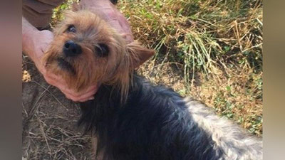 'Sodiq it bedarak yo`qolgan 3 yoshli qizchani topdi'ning rasmi