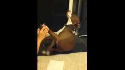 Изрображение 'Курьезное видео: собака притворилась мертвой, чтобы не стричь когти'