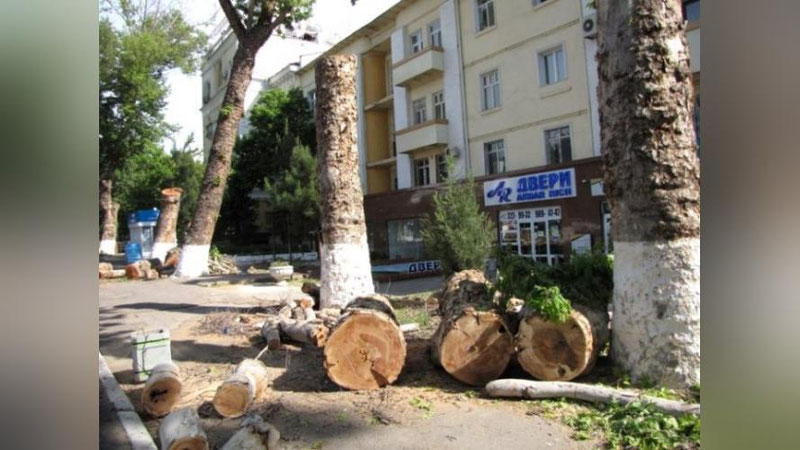 'Дарахтларнинг аёвсиз кесиб ташланаётганлигига барҳам берилди'ning rasmi