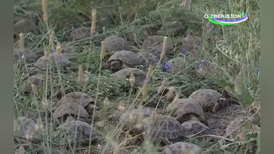 Изрображение 'В ЗААМИНЕ ВЫПУСТИЛИ НА СВОБОДУ СОТНИ ЧЕРЕПАХ (ВИДЕО)'