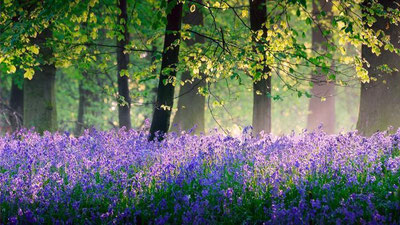 '1 май куни ёмғир ёғиб, момақалдироқ бўлиши мумкин'ning rasmi