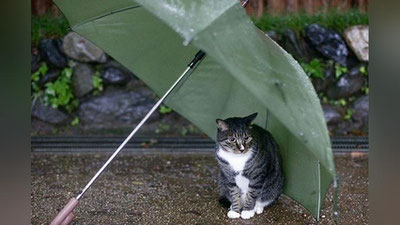 'O`zbekistonda dam olish kunlari vaqti-vaqti bilan yomg`ir yog`adi — "O`zgidromet"'ning rasmi