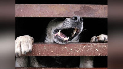 'Chirchiqda uysiz itlarning o`ldirilayotgani haqidagi xabar bo`yicha rasmiy munosabat bildirildi'ning rasmi