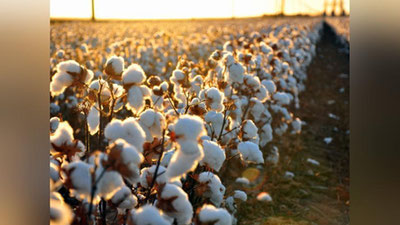 '2021 йилда 656,4 минг тонна пахта толаси ишлаб чиқарилган'ning rasmi