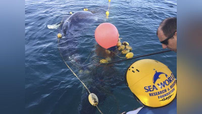 'Avstraliyada  baliqchilar ulkan kitni qutqarib qolishdi'ning rasmi