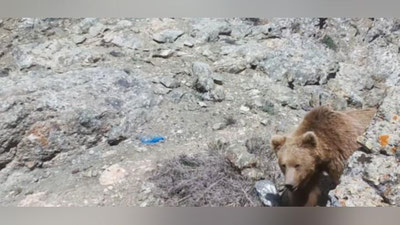Изрображение 'Тяньшанского бурого медведя заинтересовала фотоловушка в Гиссарском заповеднике (видео)'