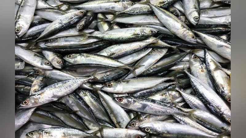 'Qaysi hududda eng ko`p baliq ovlangani ma`lum qilindi'ning rasmi