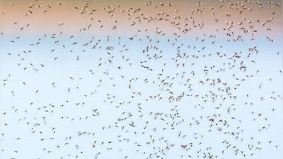 'Хитой олимлари чивинларга қарши радар ишлаб чиқаришмоқда'ning rasmi