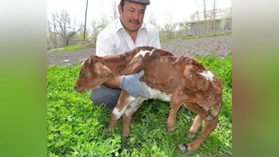 'Жомбойда олти оёқли бузоқ туғилди'ning rasmi