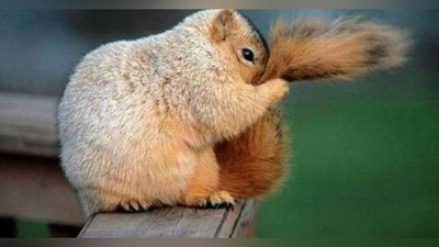 'Eng uyatchan jonivorlar (Foto)'ning rasmi