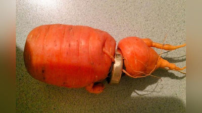 Изрображение 'ПЕНСИОНЕР НАШЕЛ ЗОЛОТО ... В МОРКОВИ'