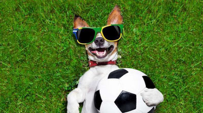 Изрображение 'ПЕС ПОКАЗАЛ МАСТЕР-КЛАСС НА ФУТБОЛЬНОМ ПОЛЕ (ВИДЕО)'