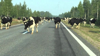 'Avstraliyada qurg`oqchilik tufayli fermerlar mollarini yo`l yoqasida boqishga majbur bo`lishmoqda'ning rasmi