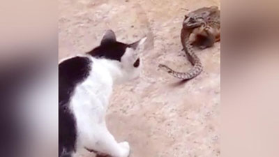 Изрображение 'Битва кошки против змеи, проглоченной жабой, взорвало интернет (Видео)'