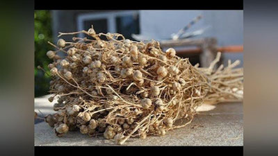 '​​Belarusda isiriq giyohvand moddalar qatoriga kiritildi'ning rasmi