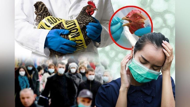 'Dunyo davlatlari tayyorgarlik ko`rishsin, parranda grippi yangi pandemiyani keltirib chiqarishi mumkin — JSST'ning rasmi
